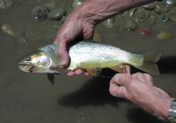 wyoming cutthroat trout